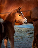 Colt