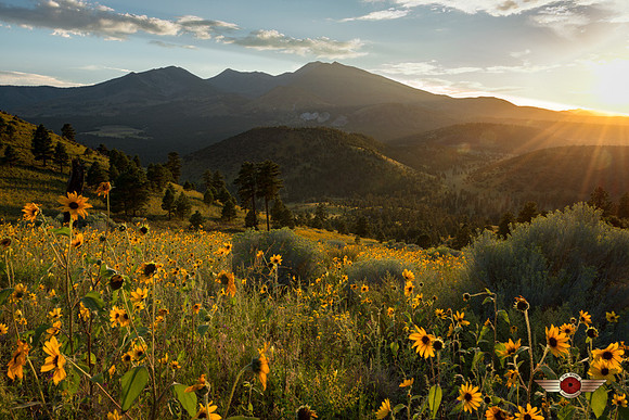 Late August Evening Light